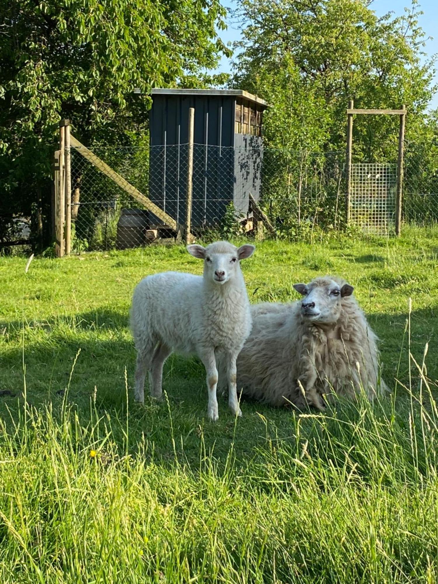 Landhof Lieg - Tierische Auszeit In Unseren Gemuetlichen Ferienwohnungen Exteriér fotografie