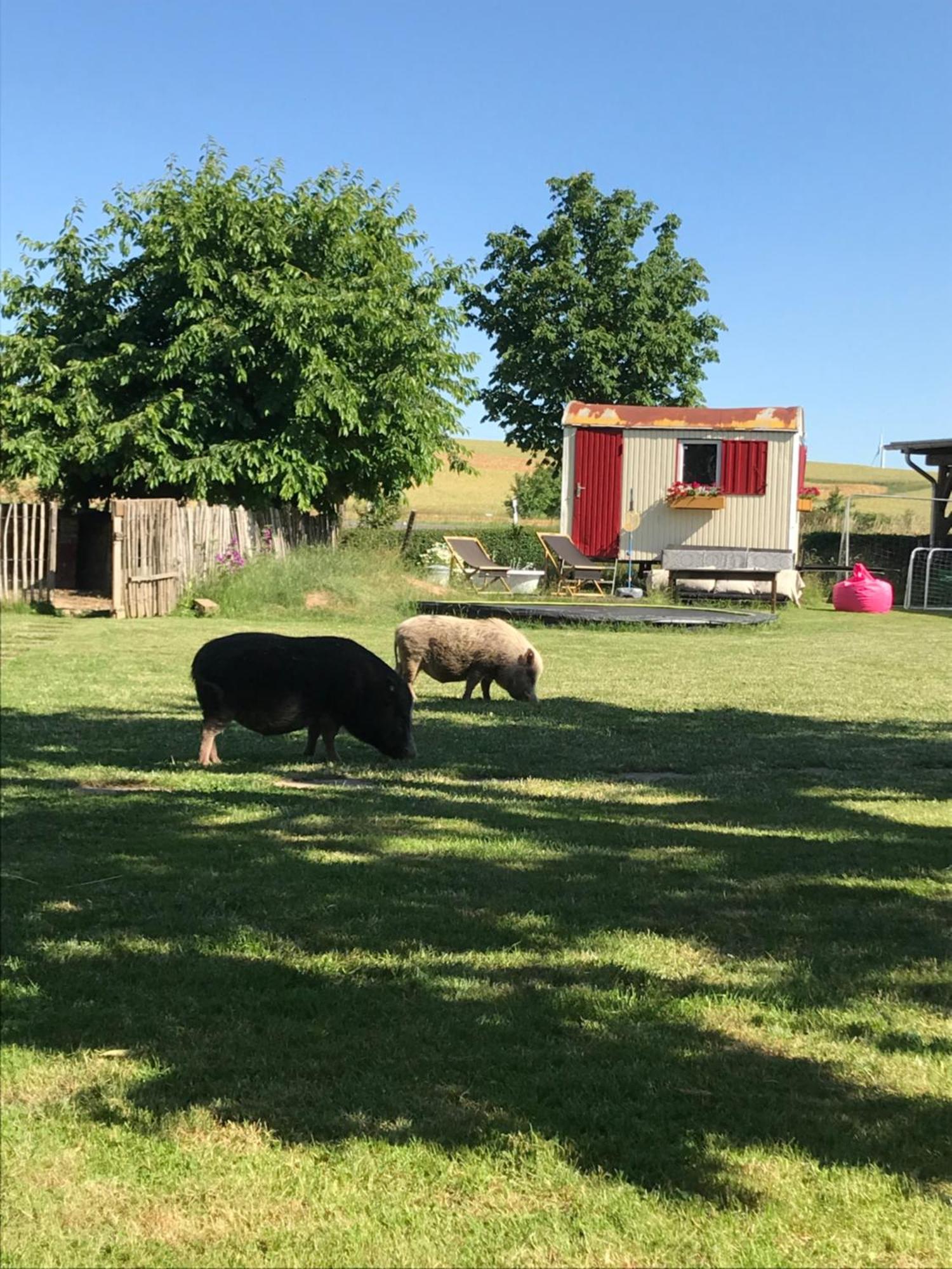 Landhof Lieg - Tierische Auszeit In Unseren Gemuetlichen Ferienwohnungen Exteriér fotografie