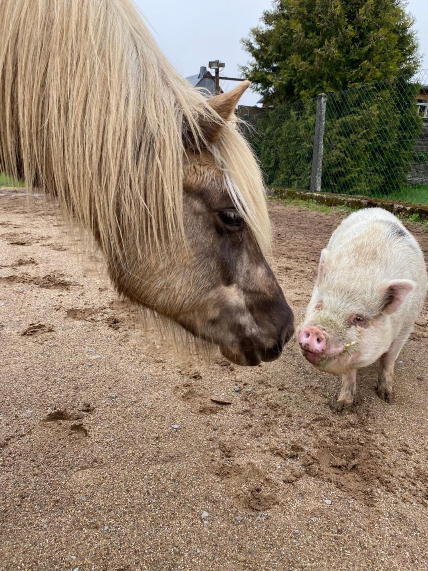 Landhof Lieg - Tierische Auszeit In Unseren Gemuetlichen Ferienwohnungen Exteriér fotografie